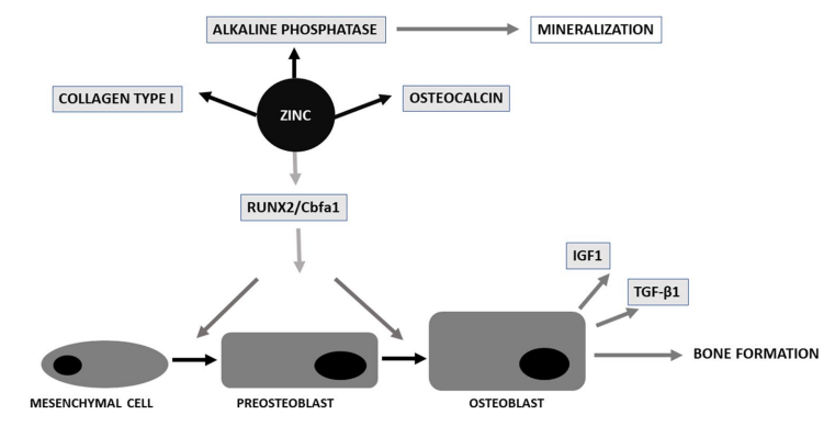 骨形成における亜鉛の役割