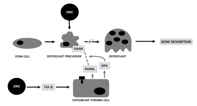骨吸収における亜鉛の役割
