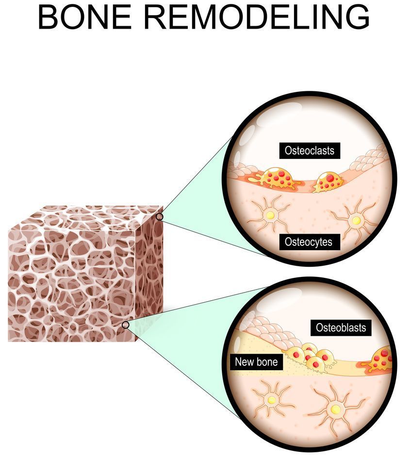 骨リモデリング