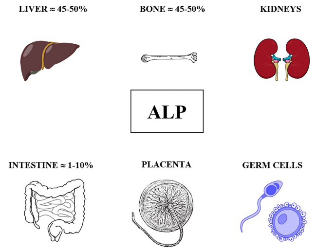 アルカリフォスファターゼ