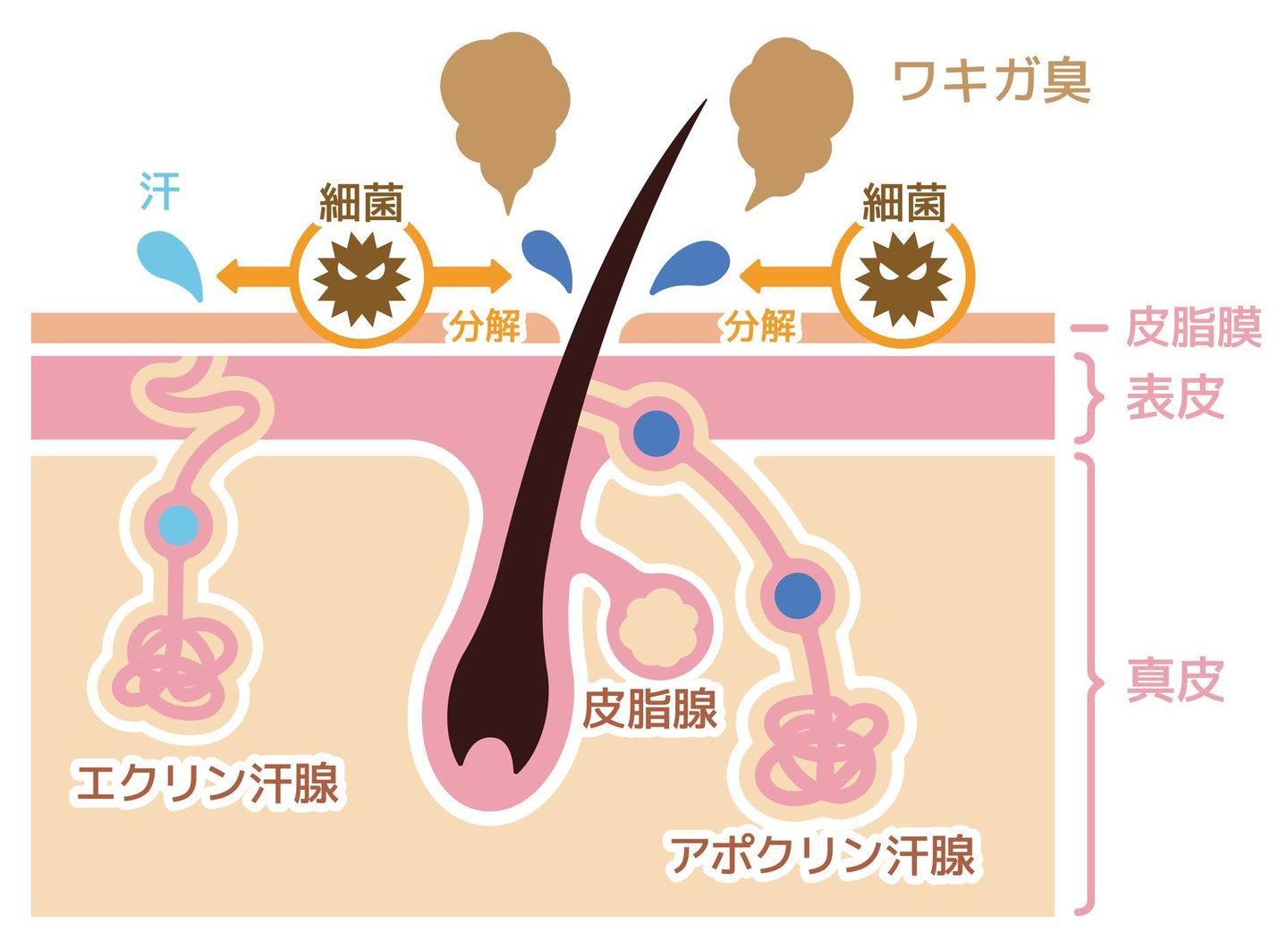 腋臭イラスト