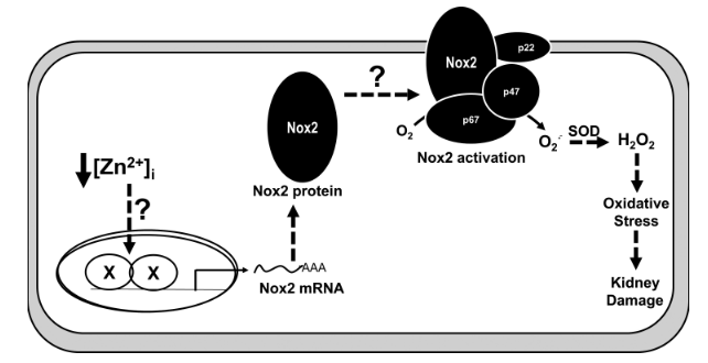 NOX&zinc