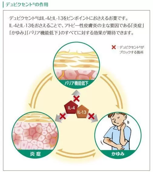 デュピクセントの作用
