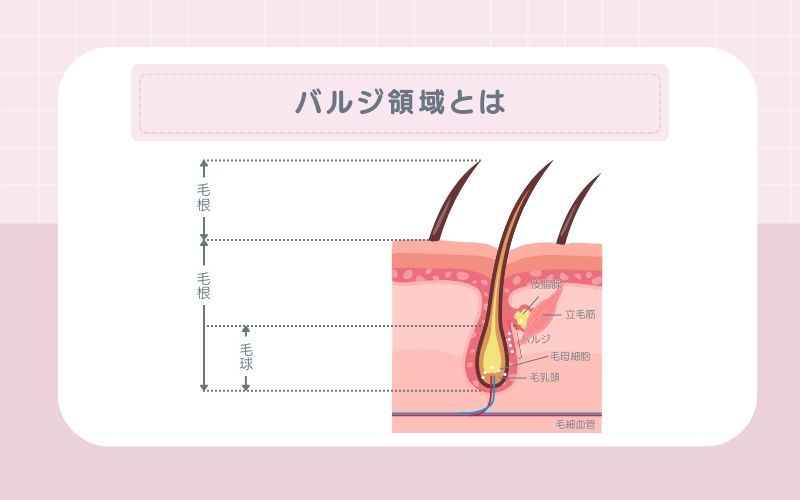 バルジ領域